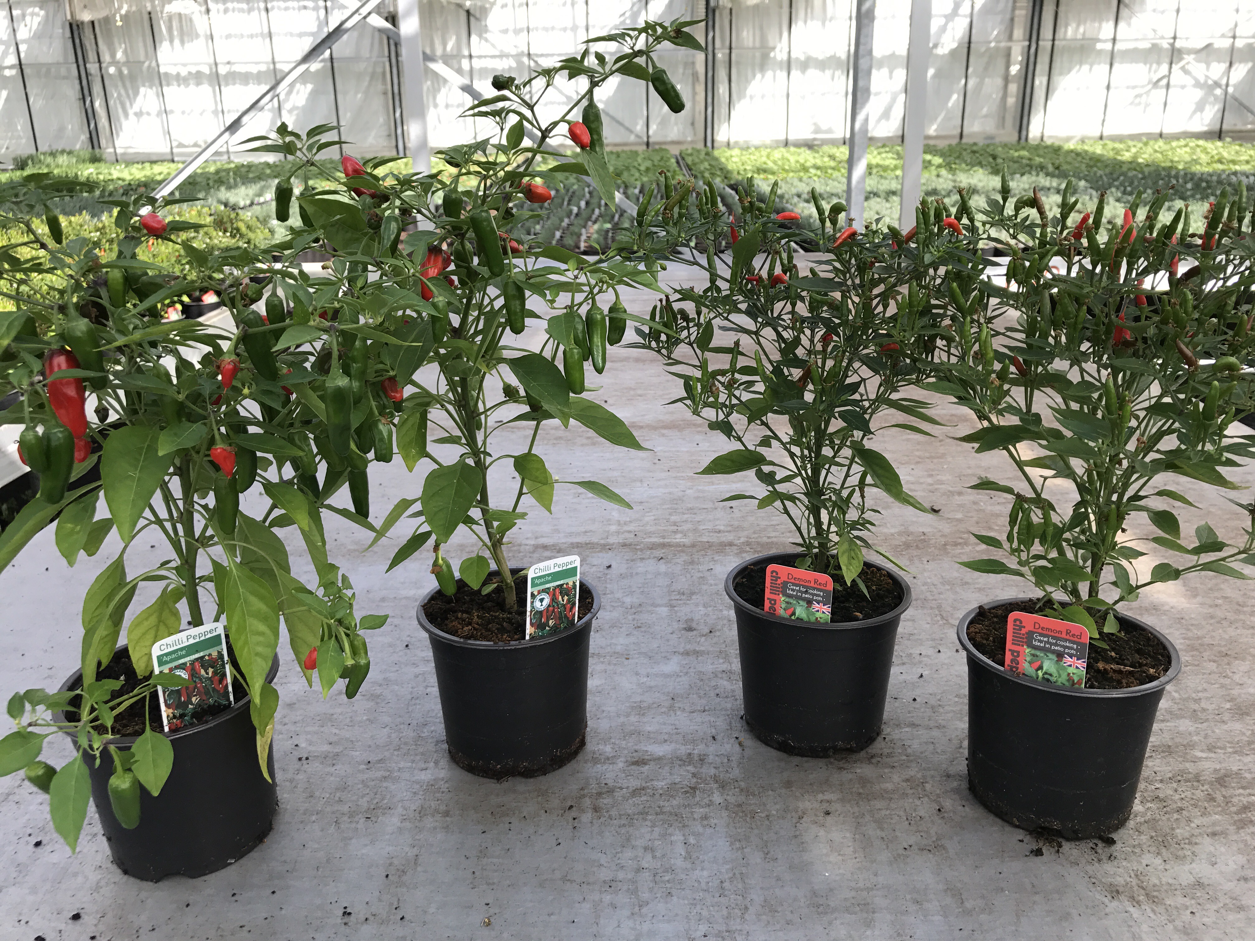 Chilli Pepper Plants